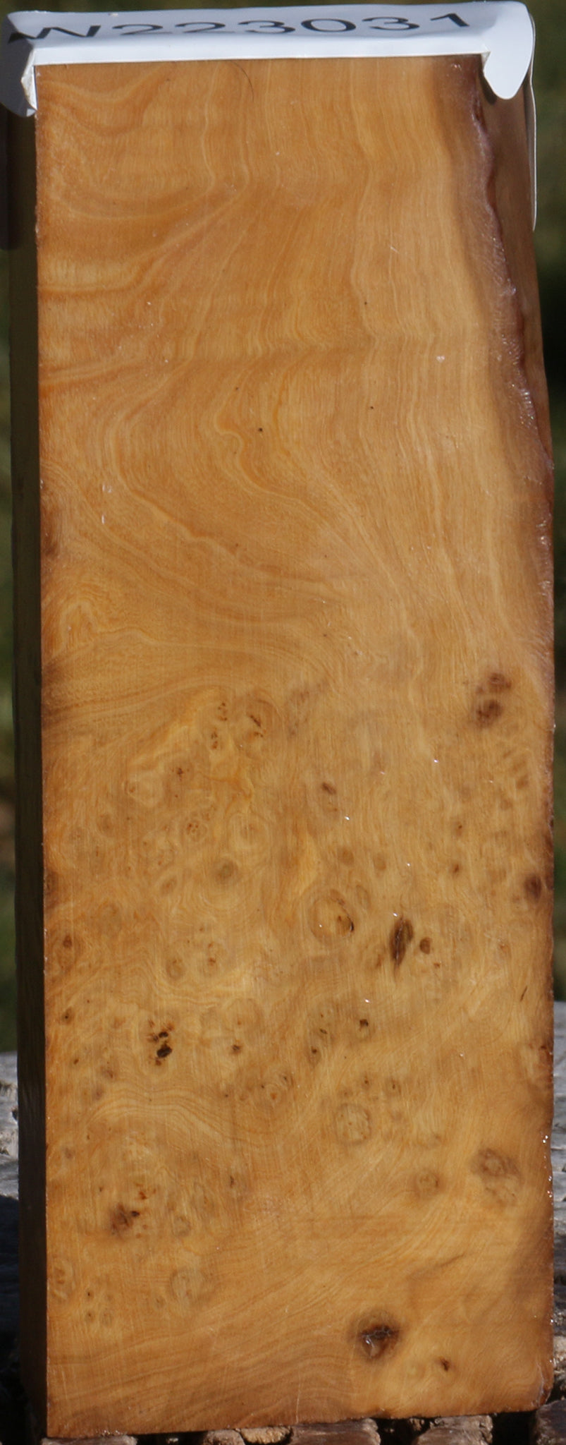 Hopea Stone Burl Lumber
