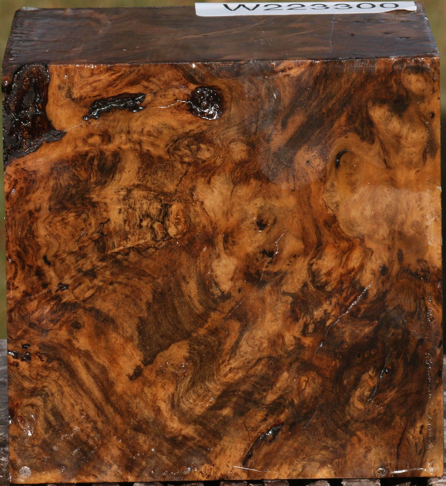 Almond Burl Bowl Blank