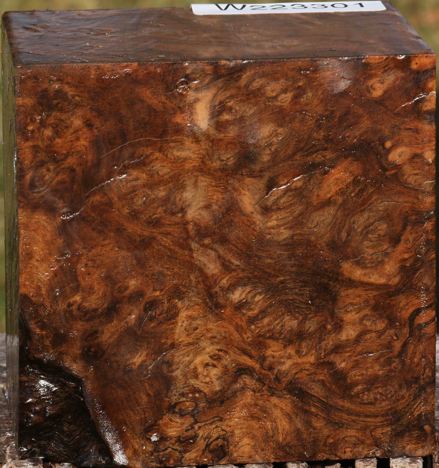 Almond Burl Bowl Blank