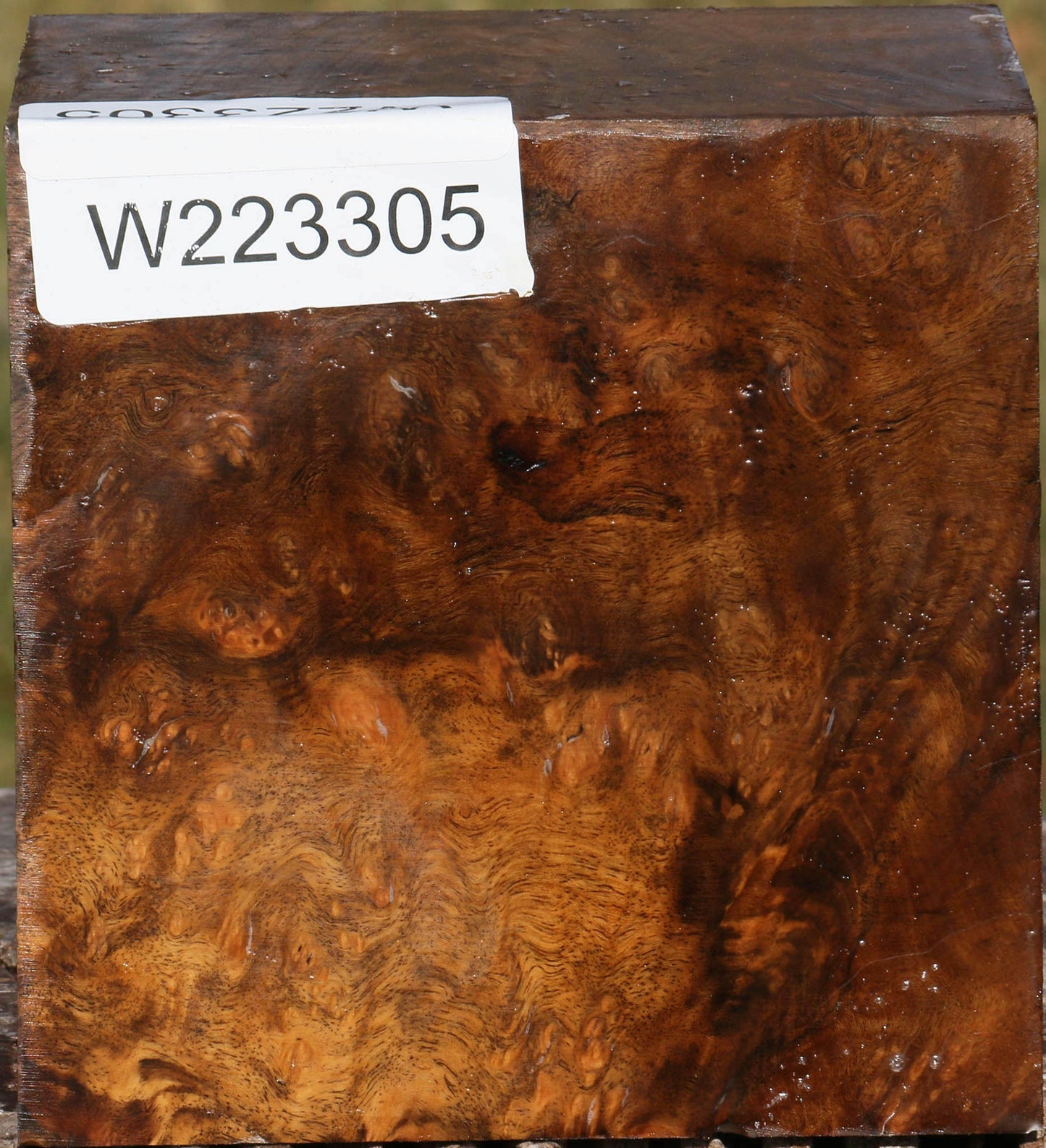 Almond Burl Bowl Blank