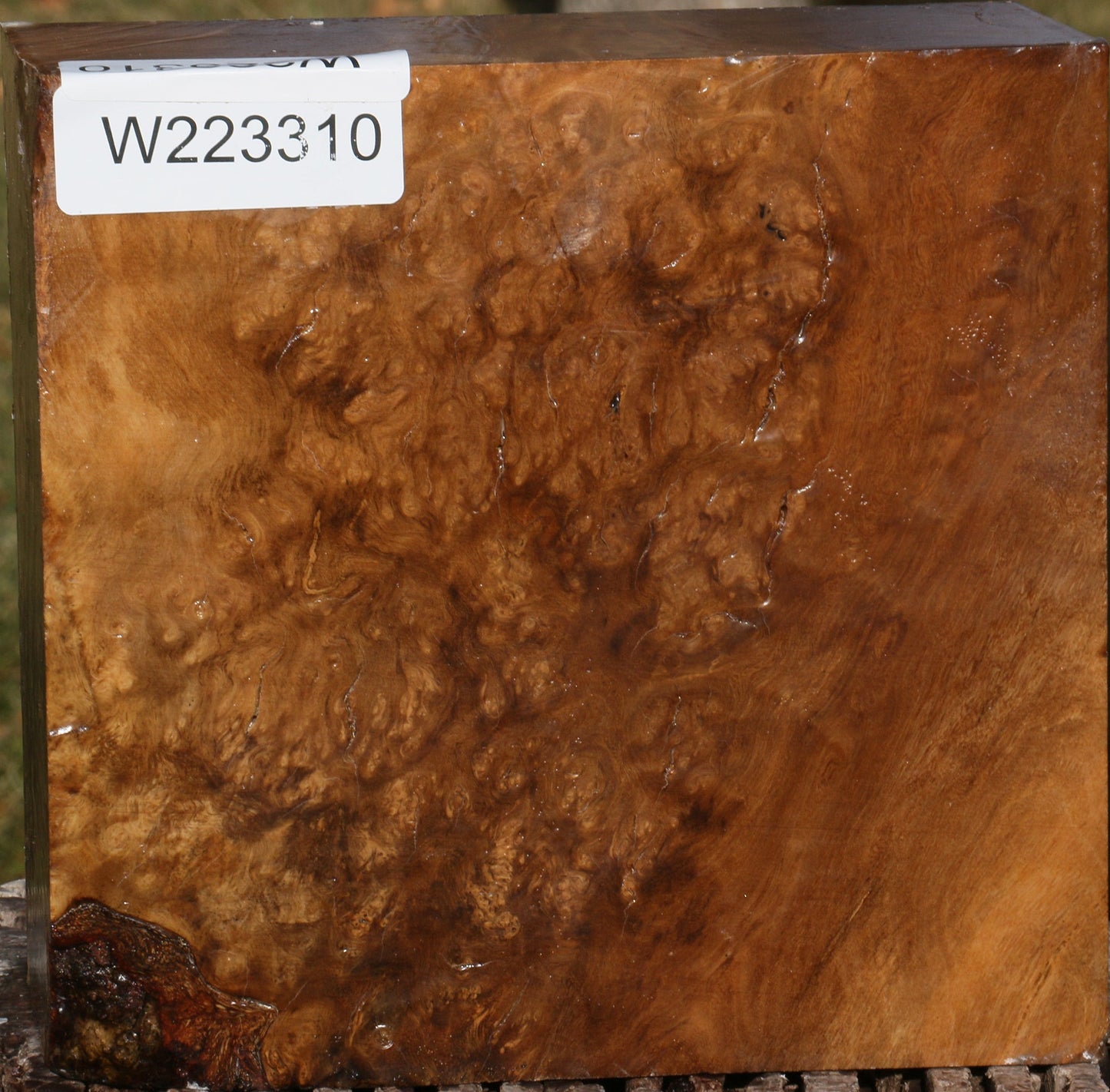 Almond Burl Bowl Blank