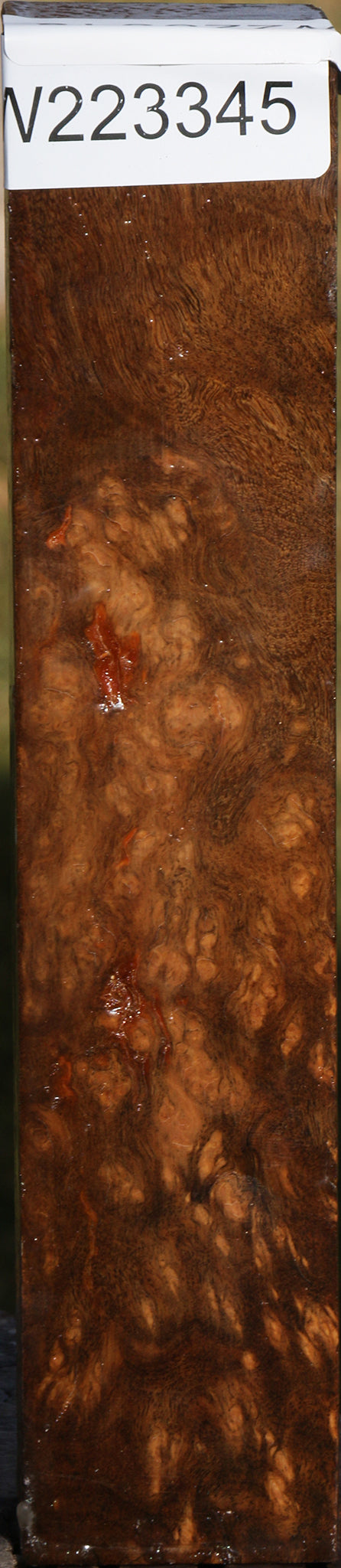 Almond Burl Turning Blank