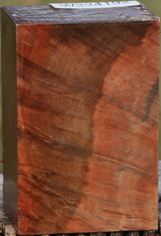 Madrone Burl Turning Blank