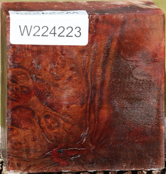 Madrone Burl Bowl Blank