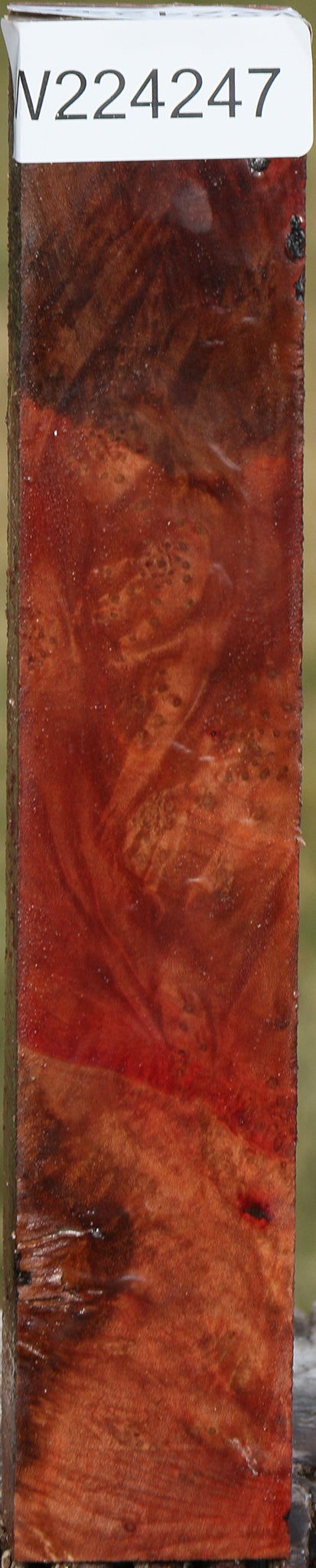 Madrone Burl Turning Blank