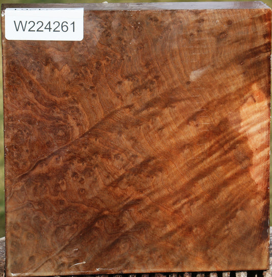 Extra Fancy Madrone Burl Bowl Blank