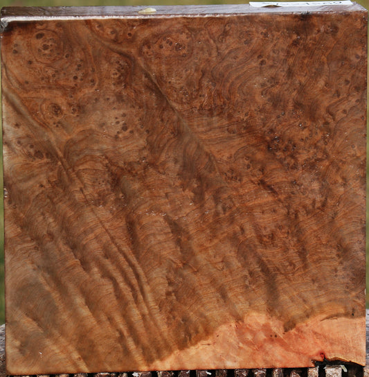 Madrone Burl Bowl Blank