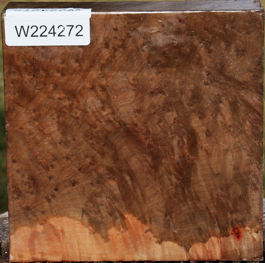 Extra Fancy Madrone Burl Bowl Blank