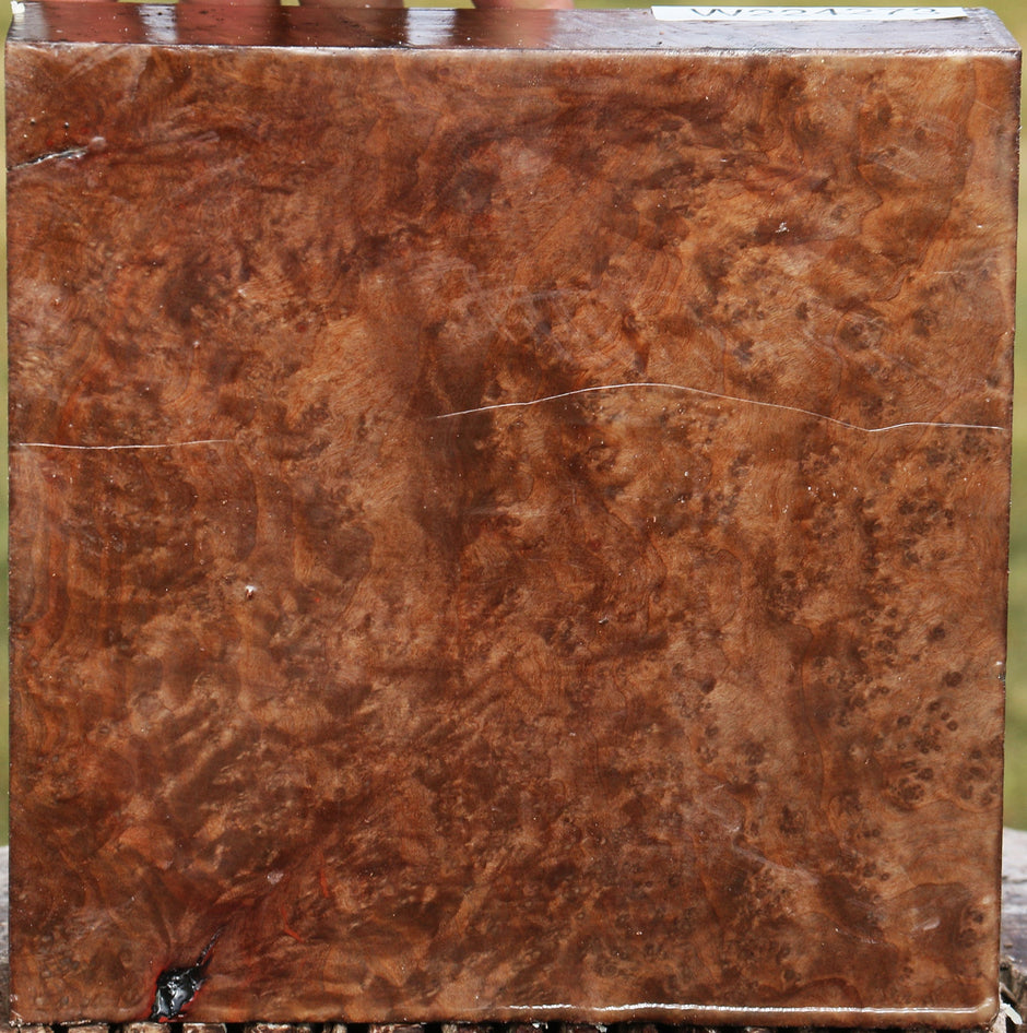 Madrone – Cook Woods