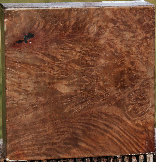 Extra Fancy Madrone Burl Bowl Blank