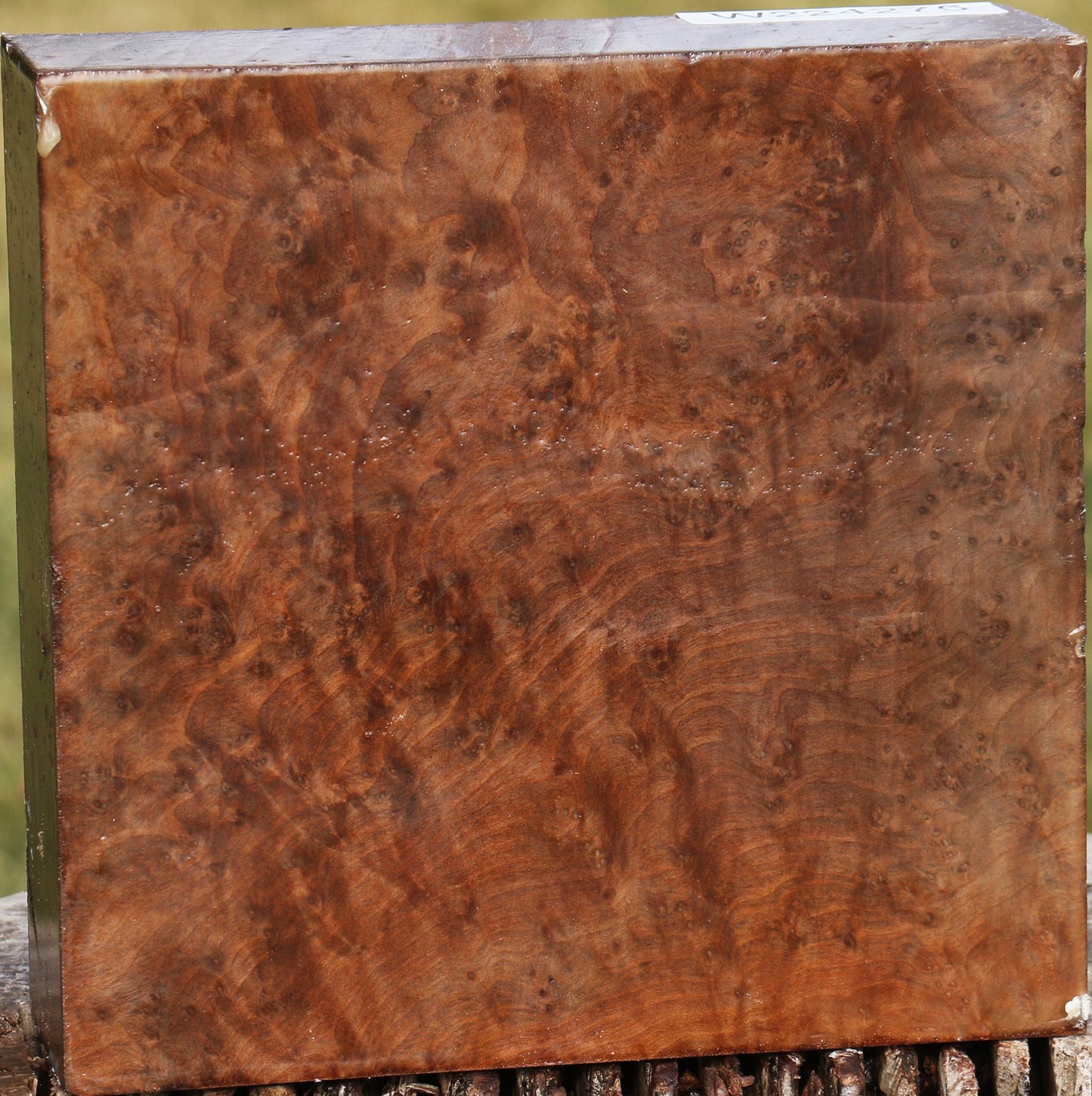 Extra Fancy Madrone Burl Bowl Blank