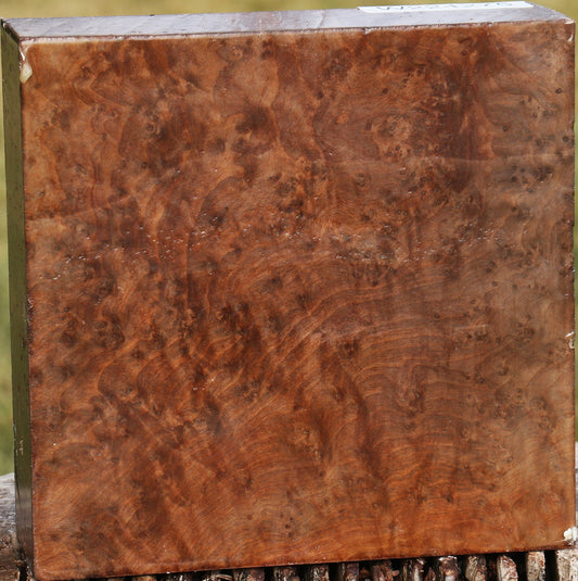 Extra Fancy Madrone Burl Bowl Blank