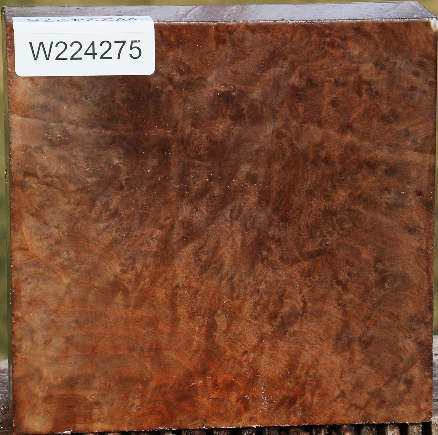 Extra Fancy Madrone Burl Bowl Blank