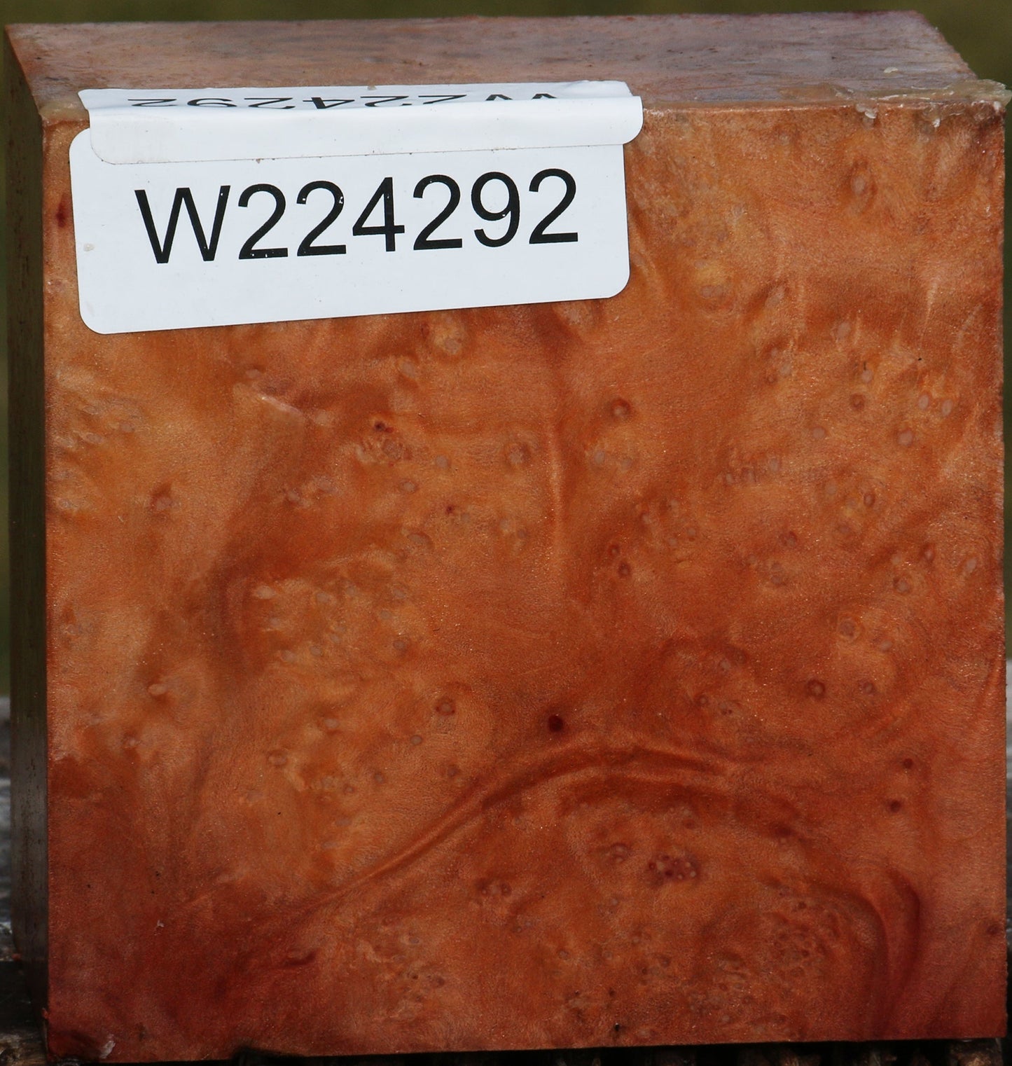 Extra Fancy Madrone Burl Bowl Blank