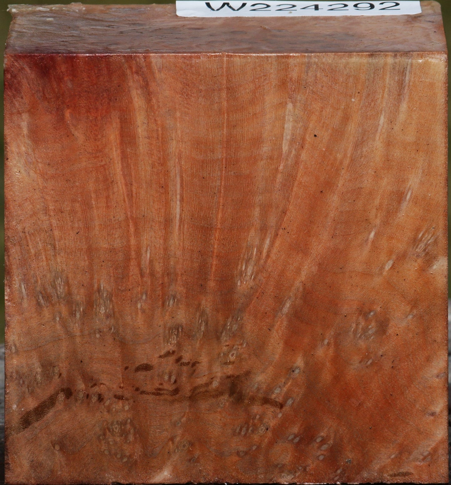 Extra Fancy Madrone Burl Bowl Blank