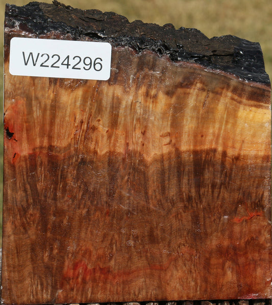 Extra Fancy Madrone Burl Live Edge Bowl Blank