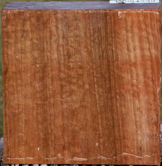 Extra Fancy Pomelle Eucalyptus Bowl Blank