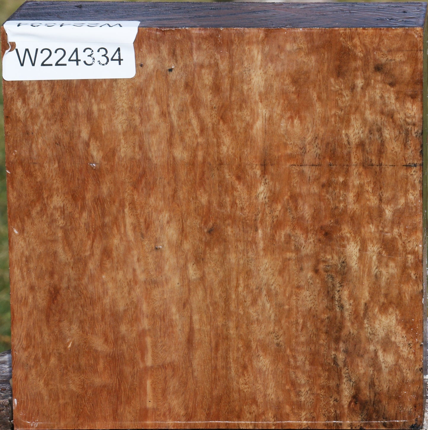 Extra Fancy Pomelle Eucalyptus Bowl Blank