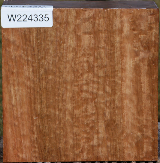 Figured Pomelle Eucalyptus Bowl Blank