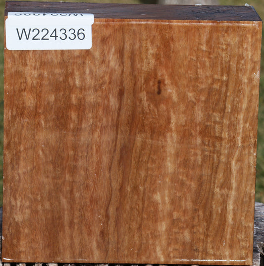 Figured Pomelle Eucalyptus Bowl Blank