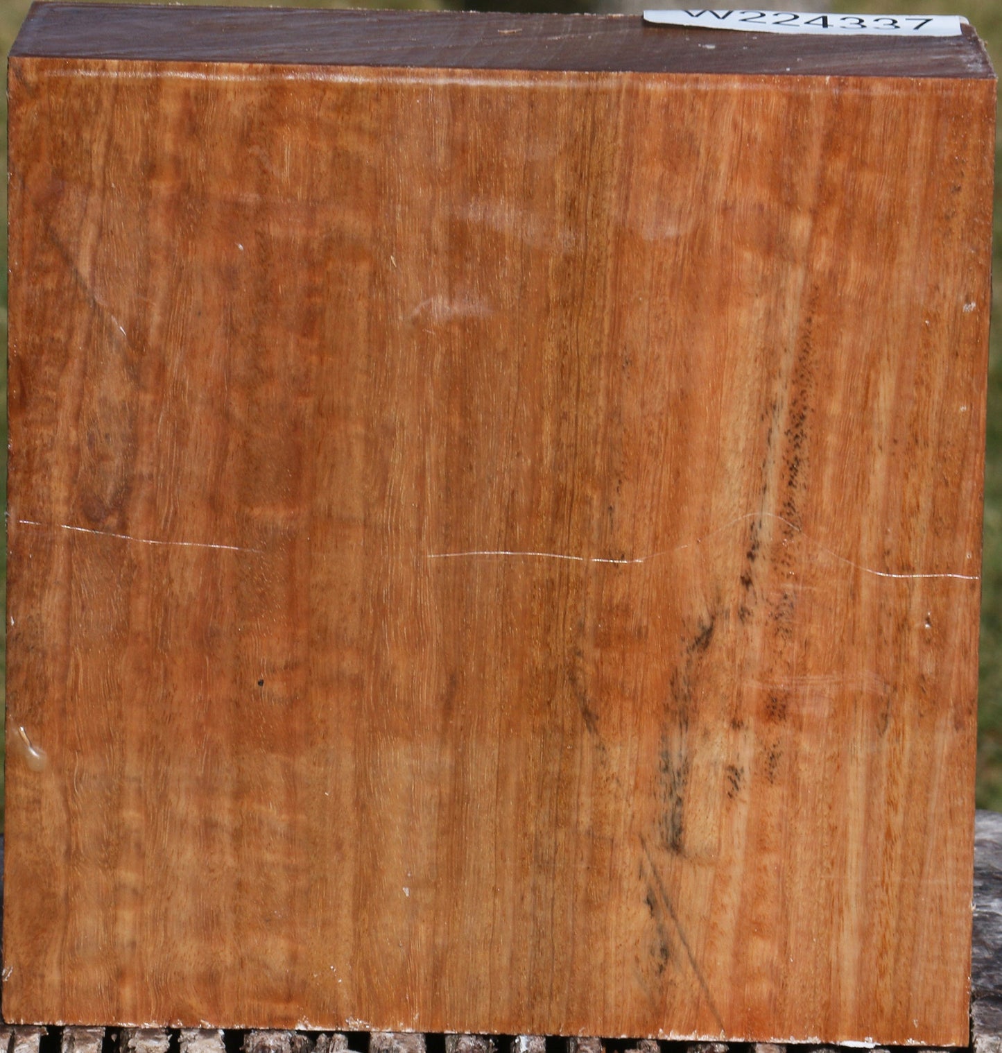 Figured Pomelle Eucalyptus Bowl Blank