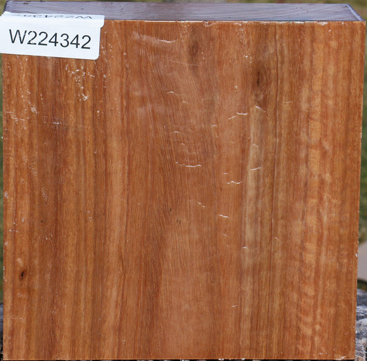 Pomelle Eucalyptus Bowl Blank