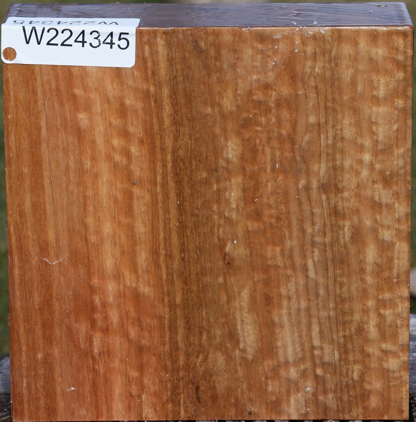 Figured Pomelle Eucalyptus Bowl Blank