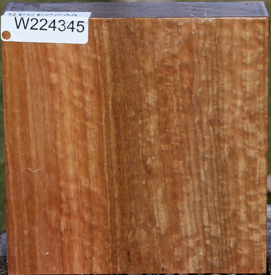 Figured Pomelle Eucalyptus Bowl Blank