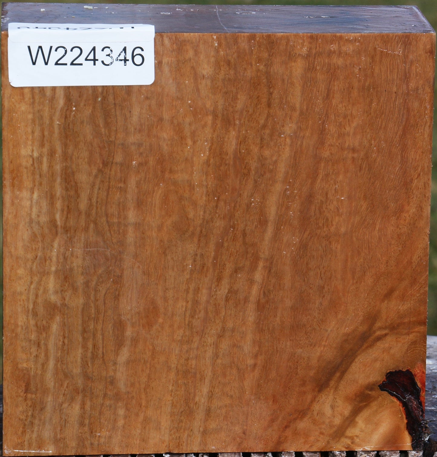 Figured Pomelle Eucalyptus Bowl Blank