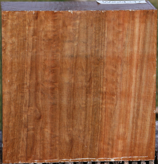 Extra Fancy Pomelle Eucalyptus Bowl Blank