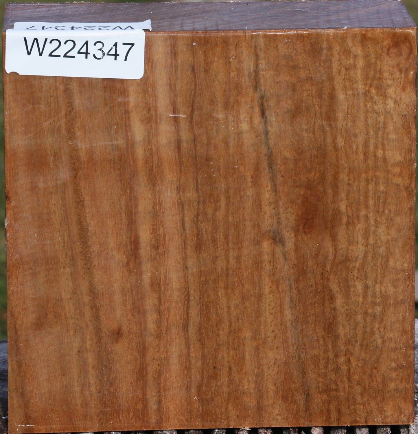 Extra Fancy Pomelle Eucalyptus Bowl Blank