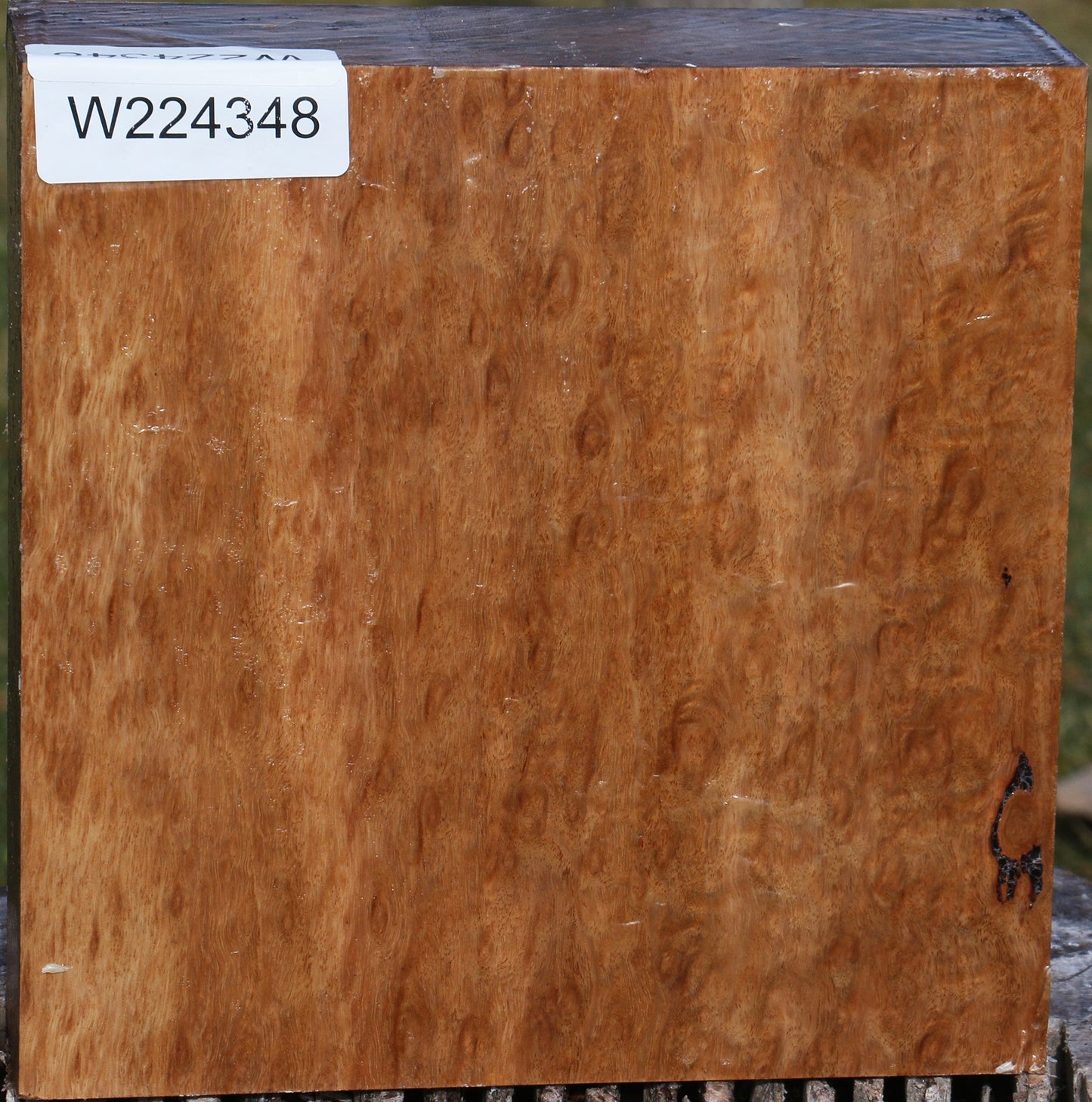 Extra Fancy Pomelle Eucalyptus Bowl Blank