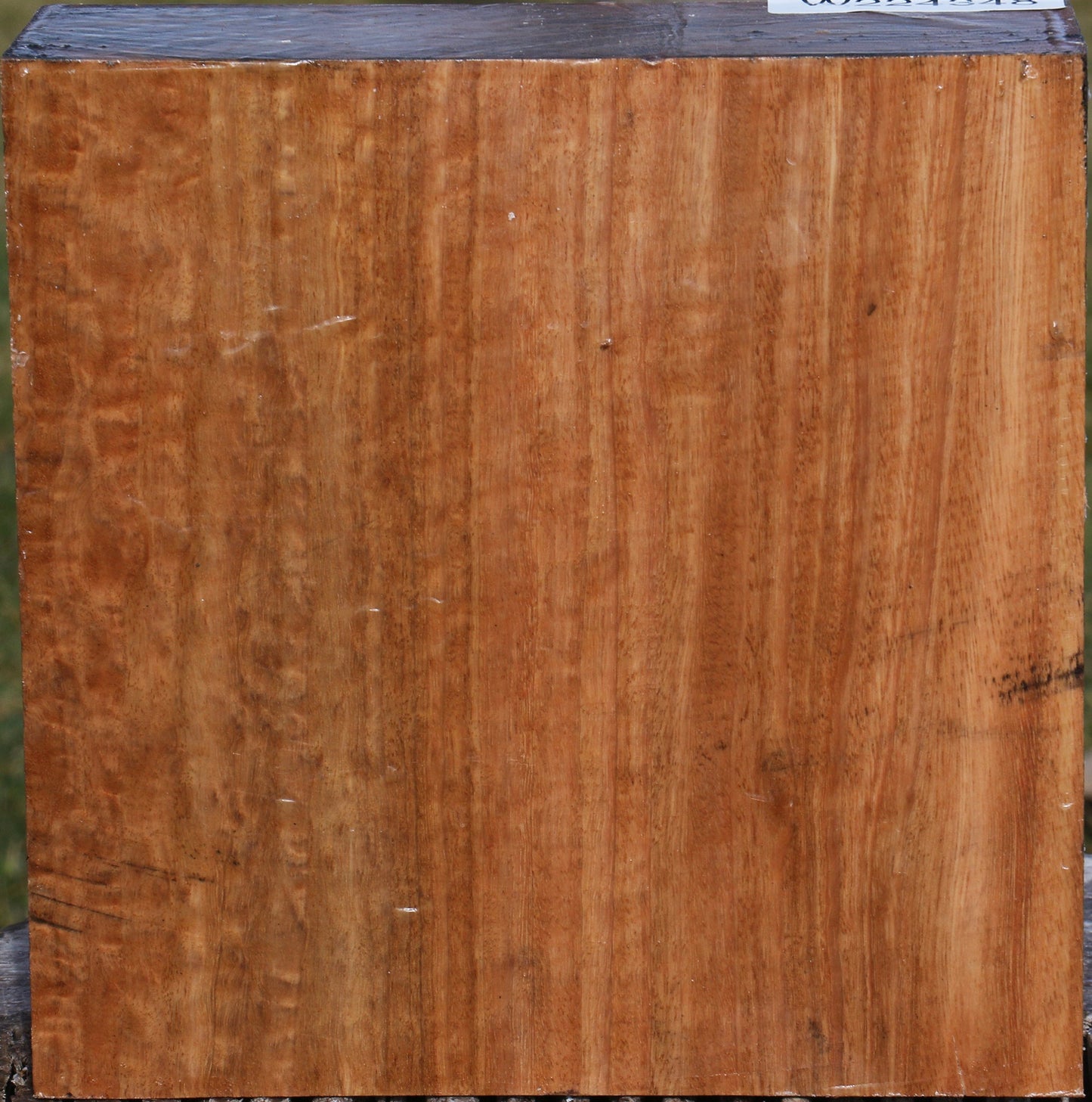 Extra Fancy Pomelle Eucalyptus Bowl Blank