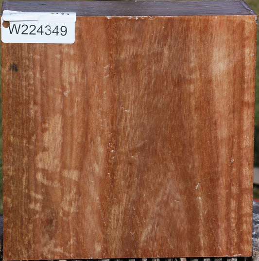 Pomelle Eucalyptus Bowl Blank