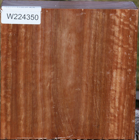 Pomelle Eucalyptus Bowl Blank