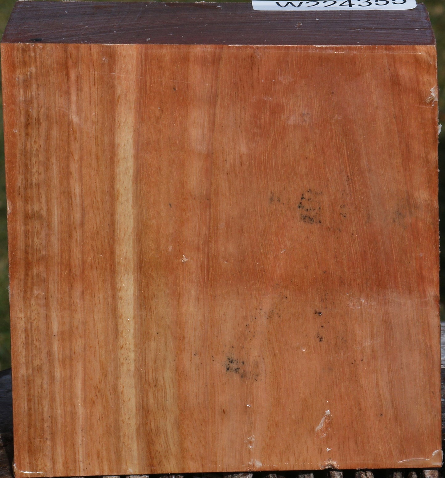 Pomelle Eucalyptus Bowl Blank