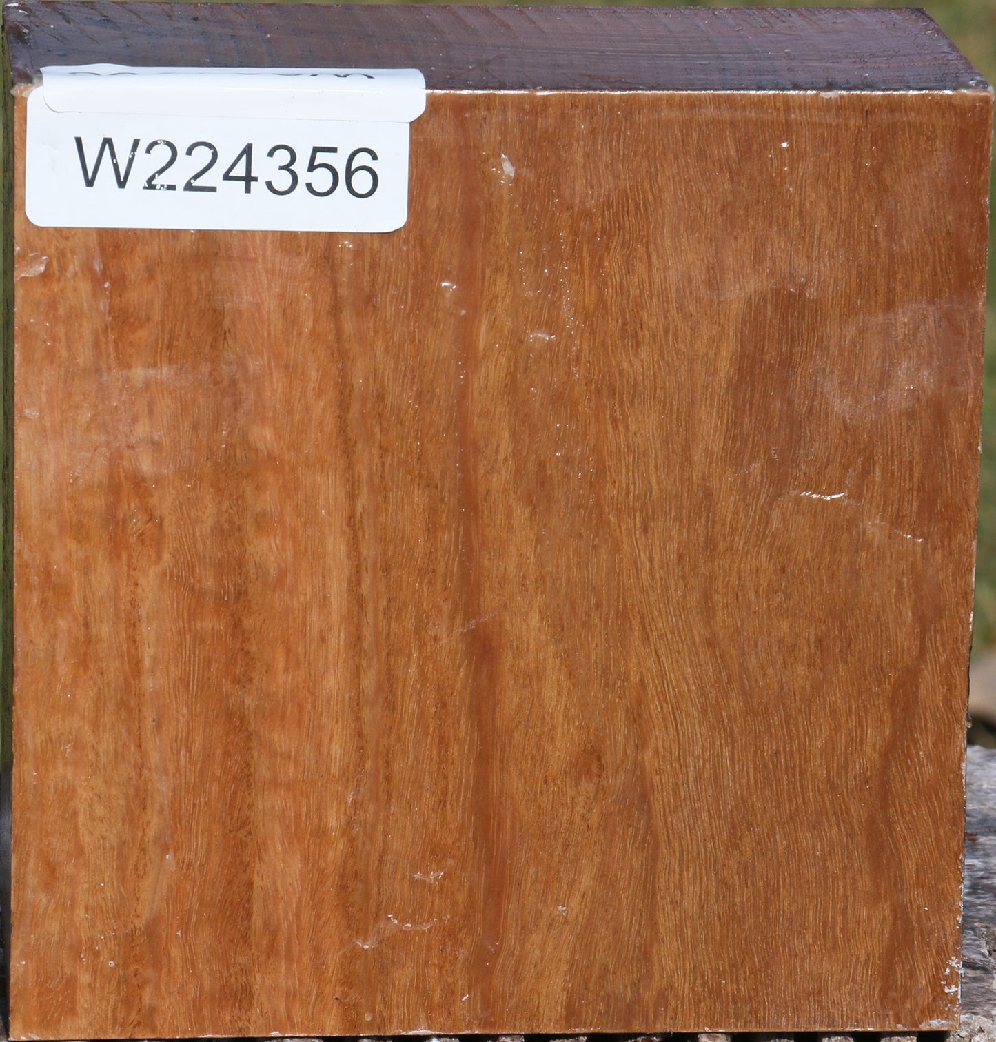 Pomelle Eucalyptus Bowl Blank