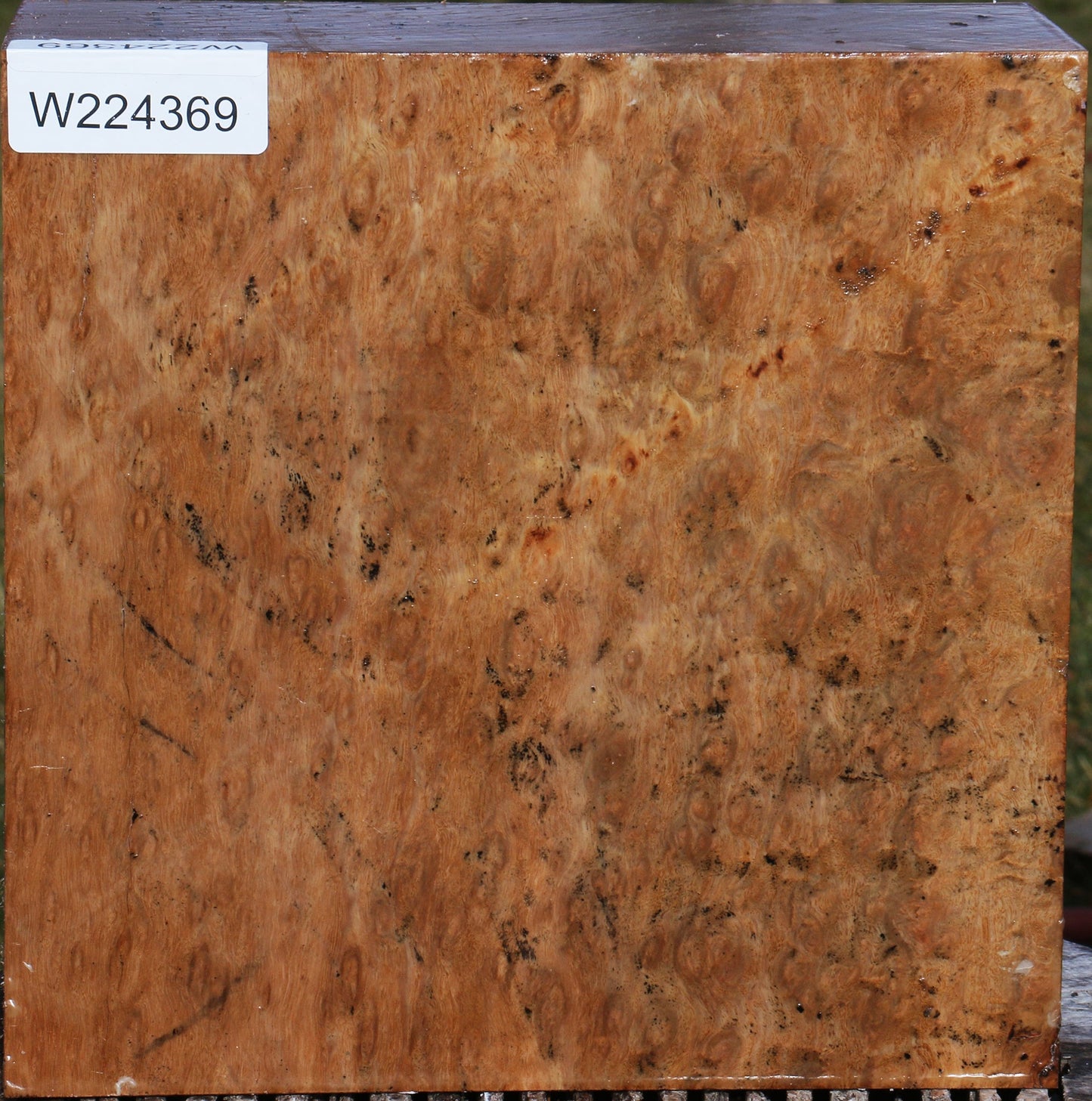 Extra Fancy Pomelle Eucalyptus Bowl Blank