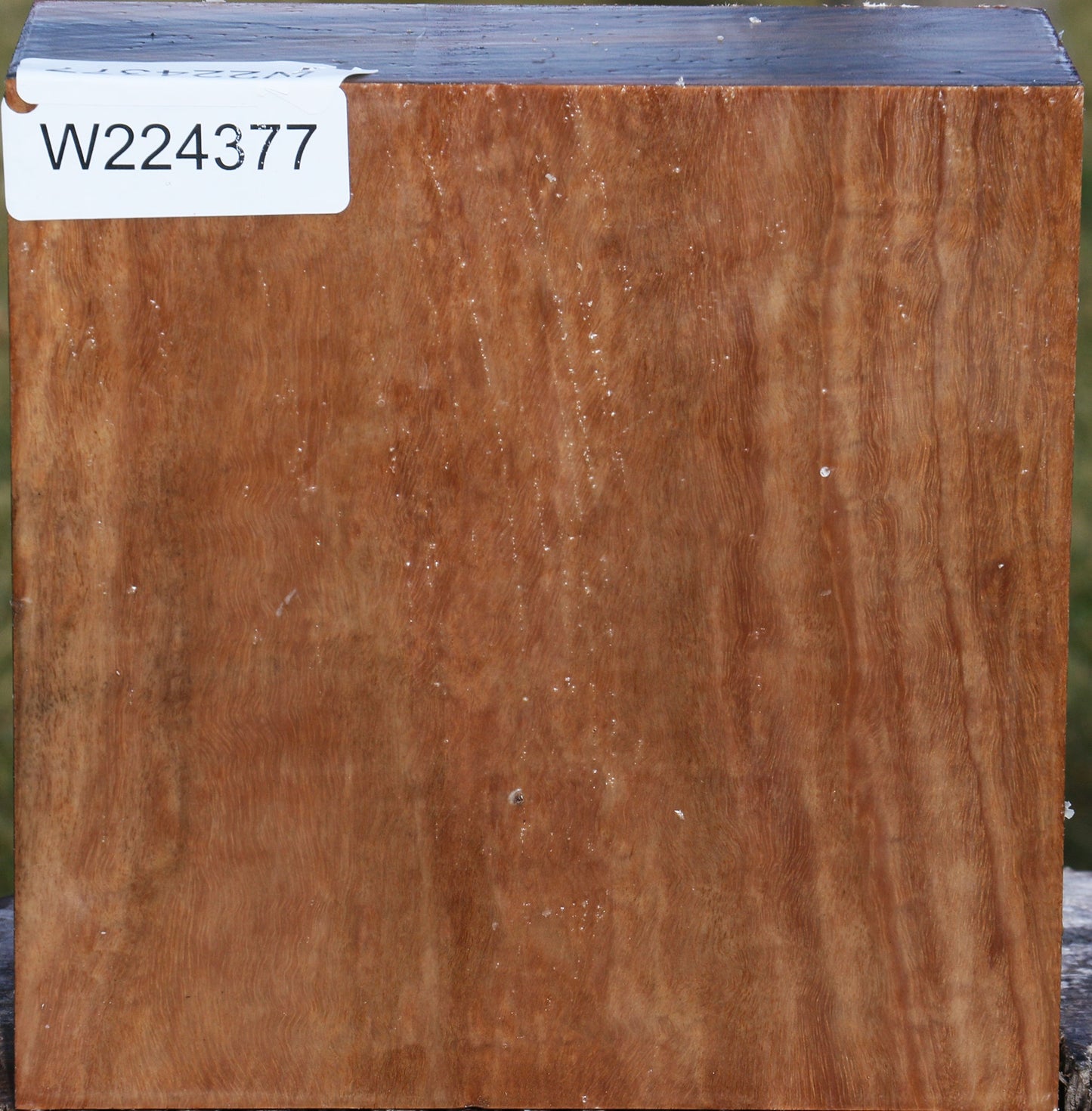 Pomelle Eucalyptus Bowl Blank