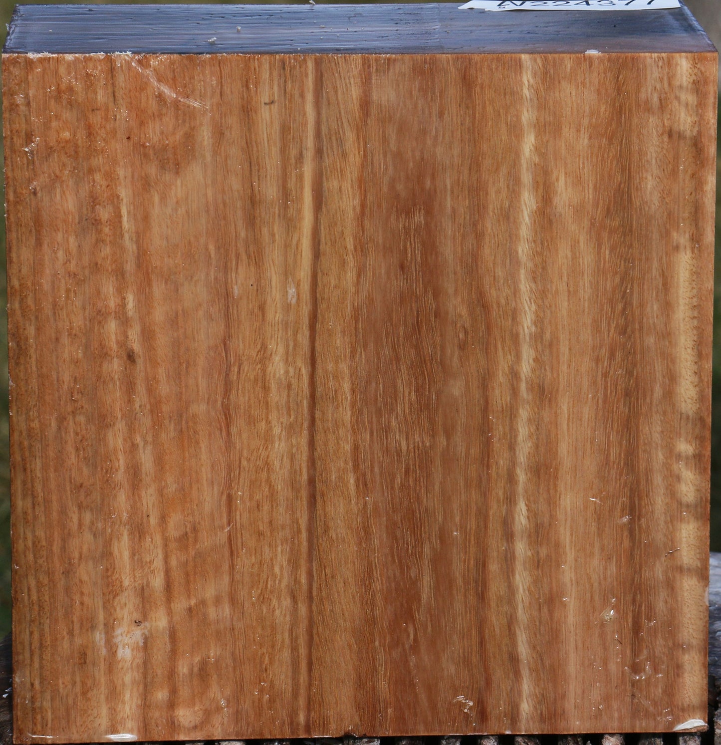 Pomelle Eucalyptus Bowl Blank