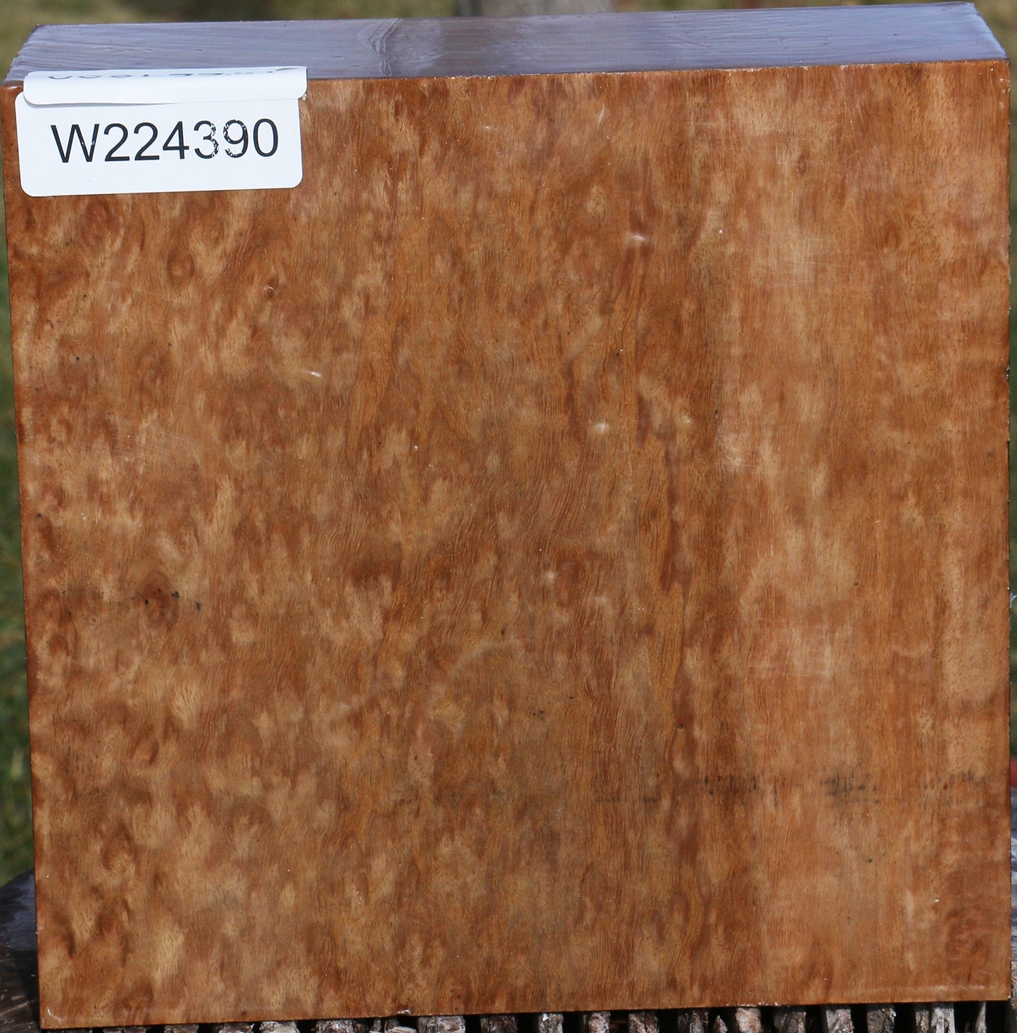 Figured Pomelle Eucalyptus Bowl Blank