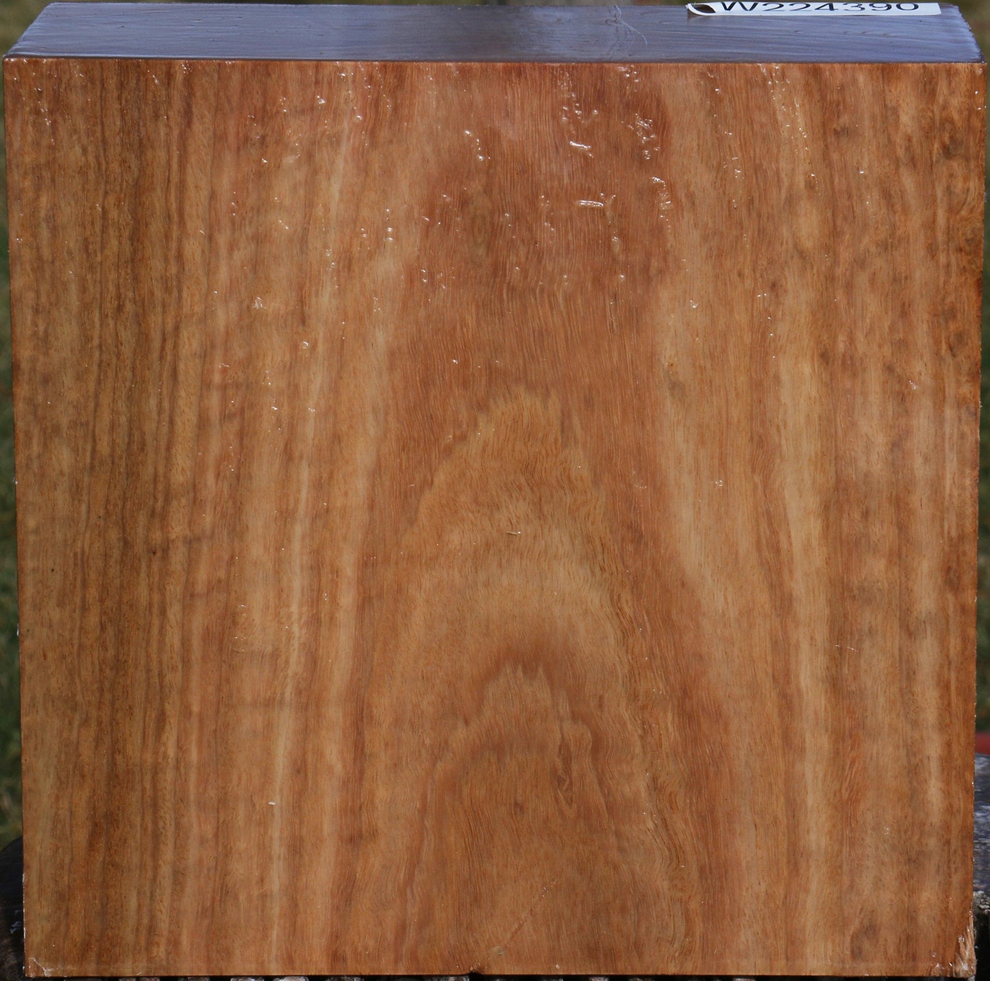 Figured Pomelle Eucalyptus Bowl Blank