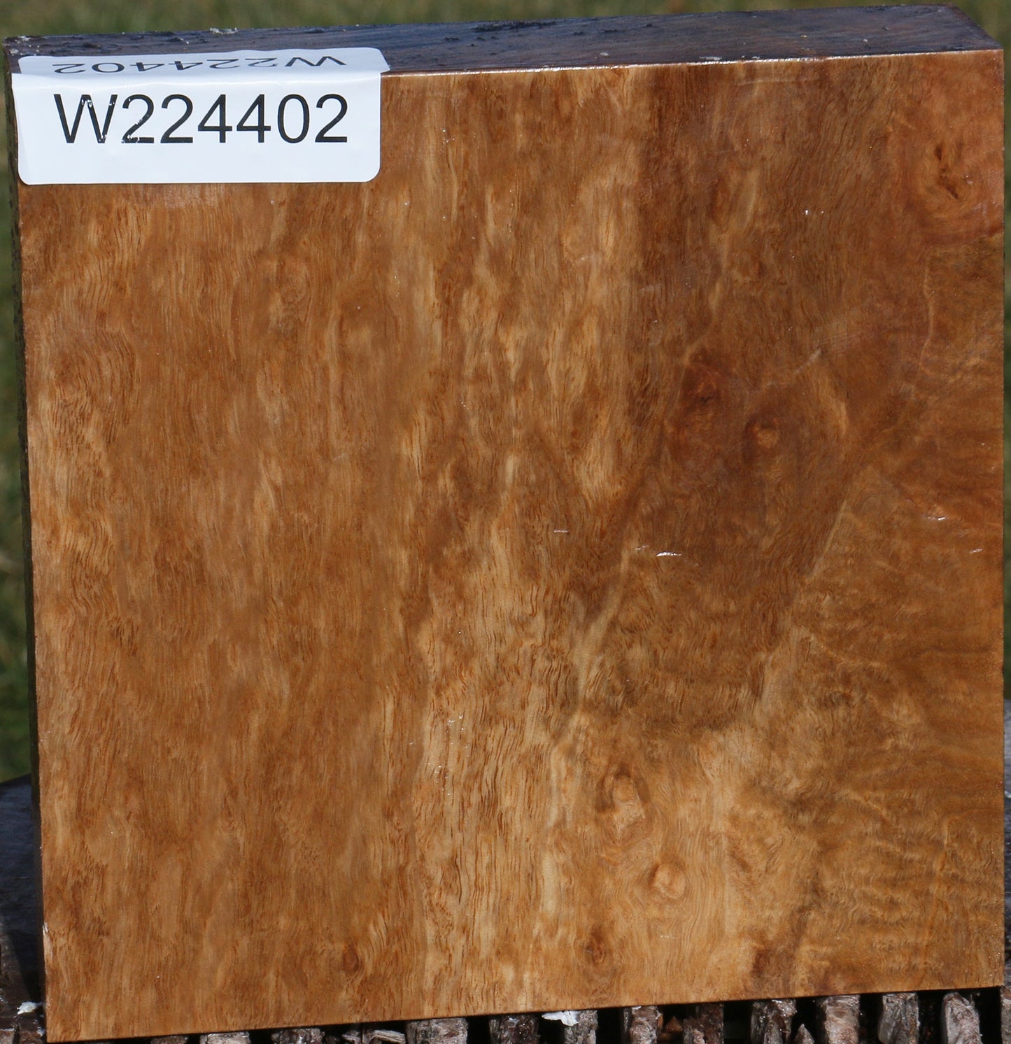 Extra Fancy Pomelle Eucalyptus Bowl Blank