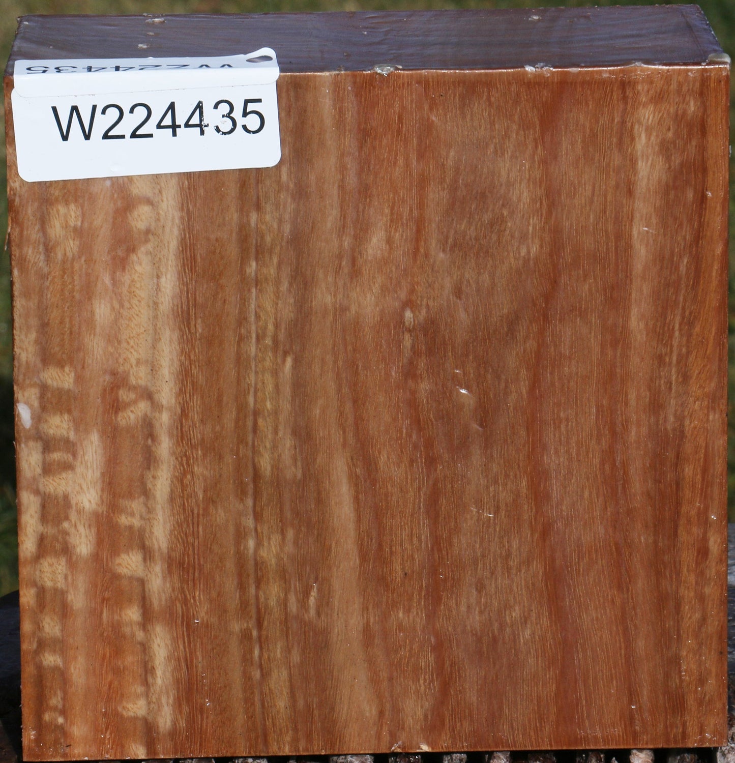 Figured Pomelle Eucalyptus Bowl Blank