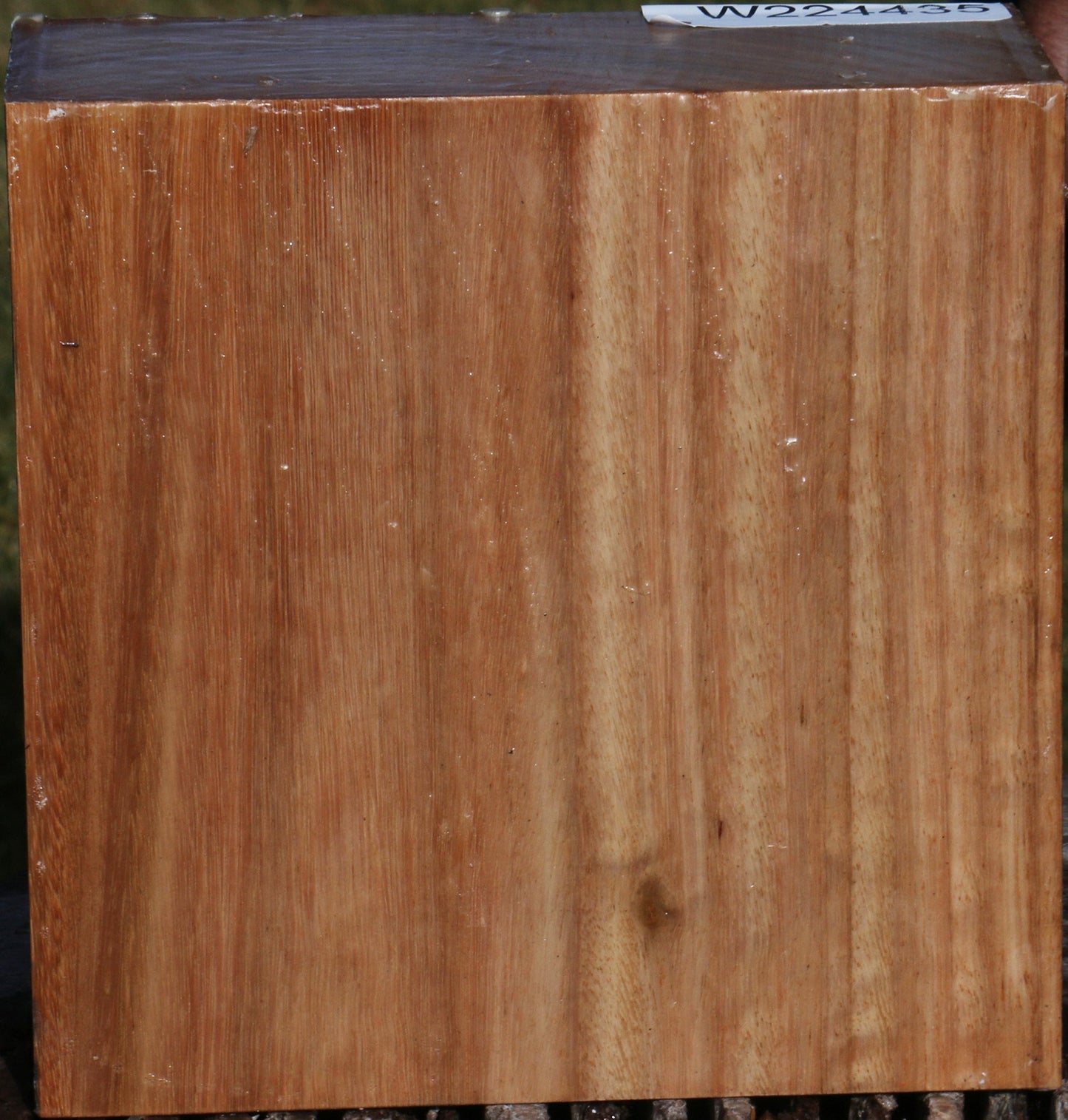 Figured Pomelle Eucalyptus Bowl Blank