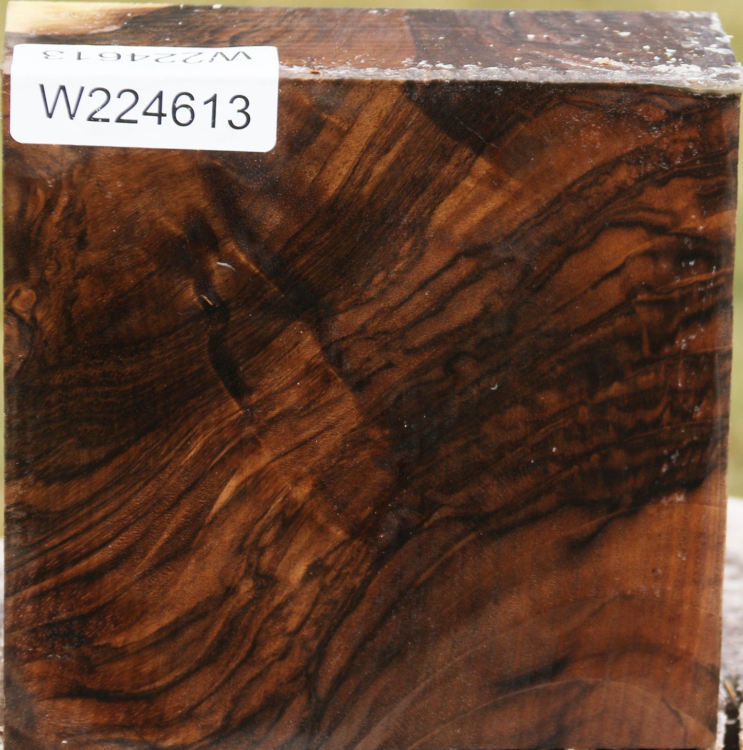 Extra Fancy English Walnut Burl Bowl Blank