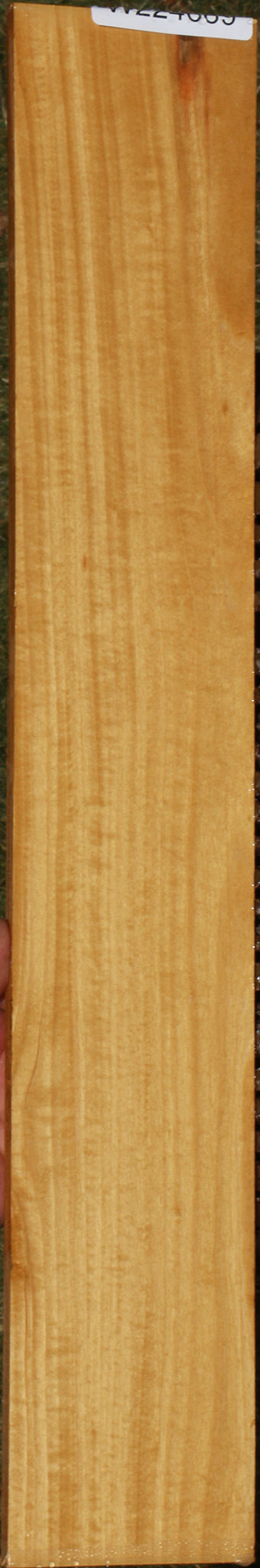 Figured Ceylon Satinwood Micro Lumber