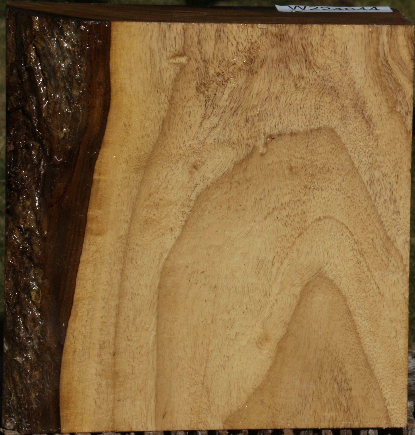 East Indian Rosewood Bowl Blank