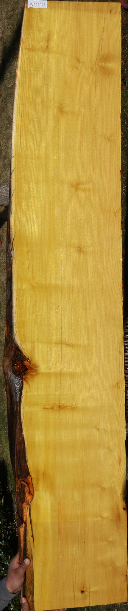 Osage Orange Live Edge Lumber