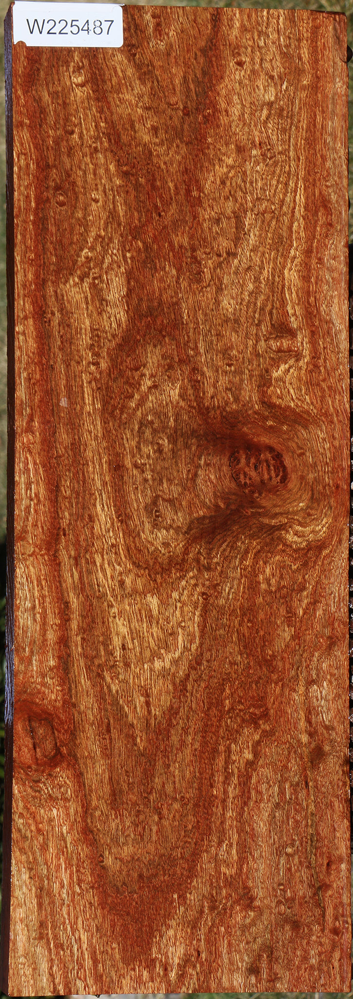 Chechen – Cook Woods